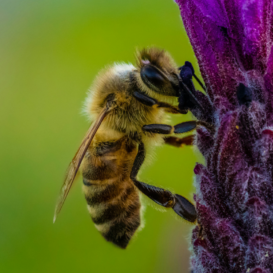 Curiosidades de la miel y las abejas